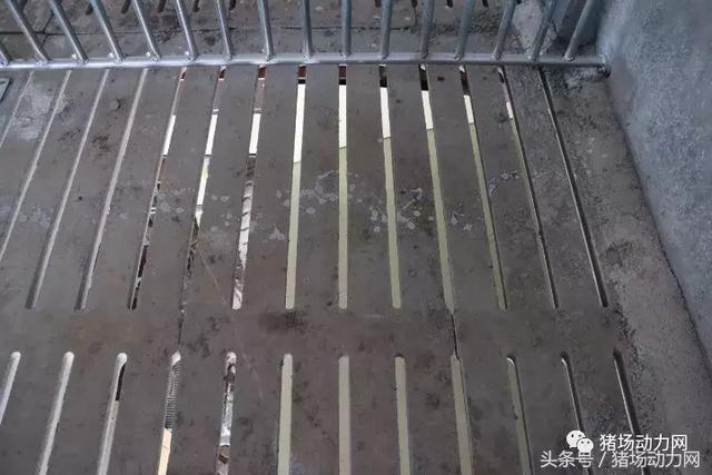 这家猪场不断改进高架网床模式，一人养4500头猪还能提前10天出栏