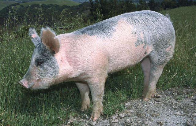 养殖户们真的知道怎样喂猪吗？科学的喂猪方法要及时掌握