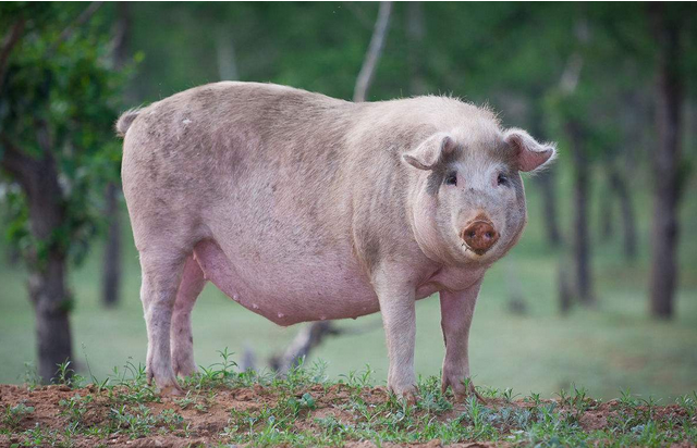 养殖户们真的知道怎样喂猪吗？科学的喂猪方法要及时掌握