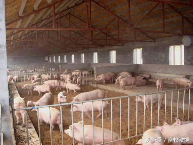 发酵床养猪技术及垫料配方