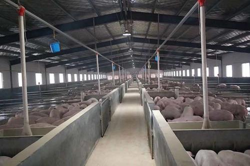 国家鼓励养猪，为何农民却“不敢养”？禁养区到底是怎么一回事？
