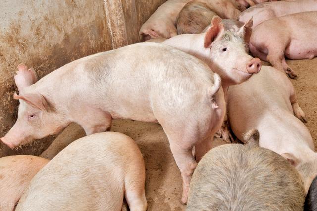 官方发布新文件，养猪迎4大利好，未来5-10年，哪些养猪户受支持
