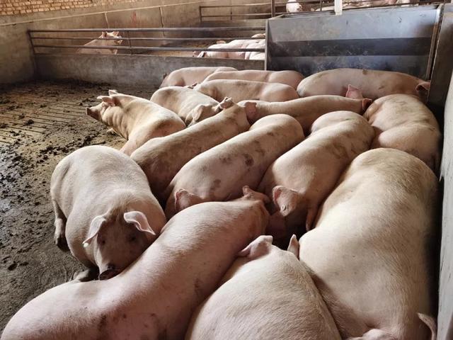 榆林榆阳区生猪“代管代养”模式 实现环境改善+农民增收双赢