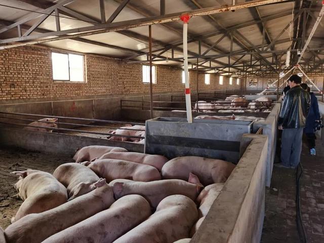 榆林榆阳区生猪“代管代养”模式 实现环境改善+农民增收双赢
