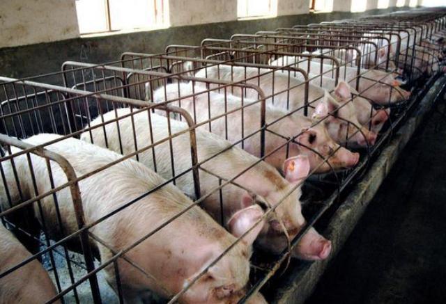 现代化规模养猪模式的利与弊，该如何取舍？