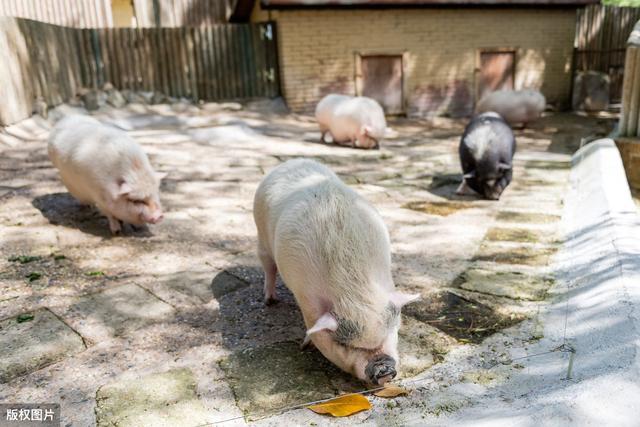 国家鼓励养猪，为何农民却“不敢养”？禁养区到底是怎么一回事？