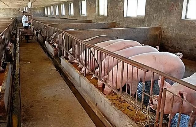 农村泔水喂猪被禁止，剩菜剩饭喂猪不好吗？泔水喂猪为何被禁止？