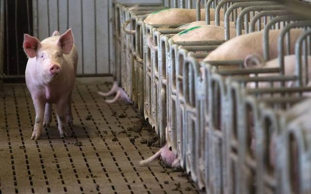 现在的农村，办一个养猪场需要什么条件？需要做环评吗？