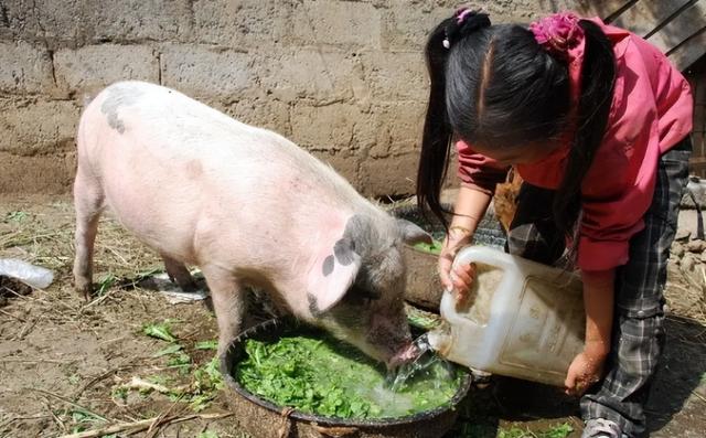 农村泔水喂猪被禁止，剩菜剩饭喂猪不好吗？泔水喂猪为何被禁止？
