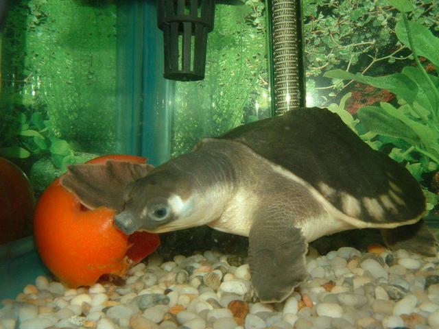 猪鼻龟吃不吃小鱼，黄头侧颈龟只会吃鱼粪吗？