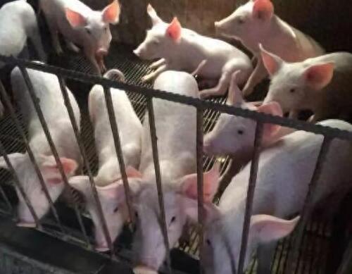 到底能不能散养猪？养猪真的污染环境吗？