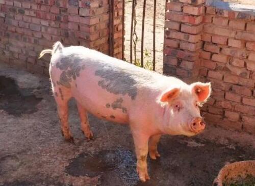 到底能不能散养猪？养猪真的污染环境吗？