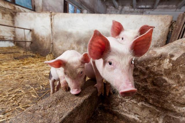 富邦兽药定制代工丨养猪如何注意猪圈的卫生呢？