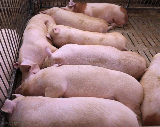 未来，养猪业将迎来“3个增长点”，散养户能从中获取哪些红利？
