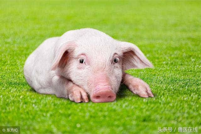 鱼腥草在养猪生产中居然有这么多的作用！太神奇了！
