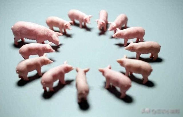 养猪大户正邦集团申请破产重组，对农民养猪有何影响？