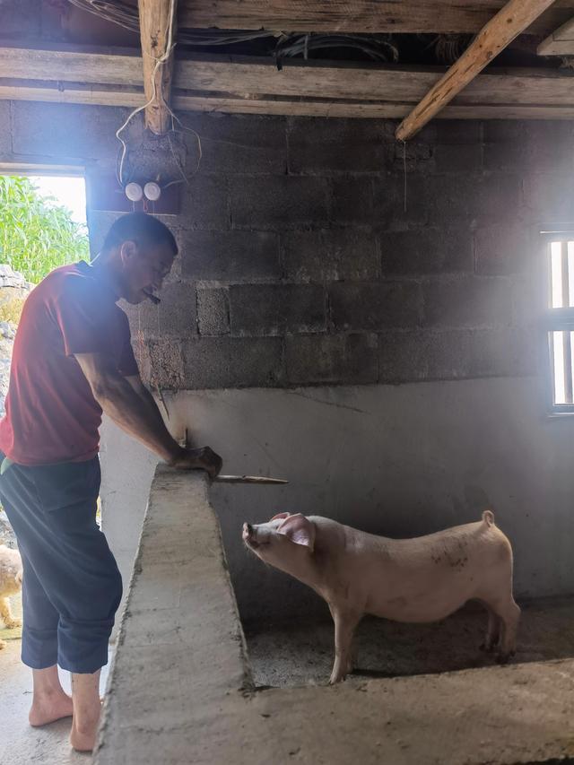 农村养猪方法有哪些？禾乡农场提供生态养猪新模式