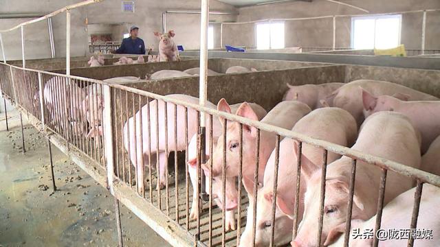陇西县生猪生产和猪肉供应稳定有序