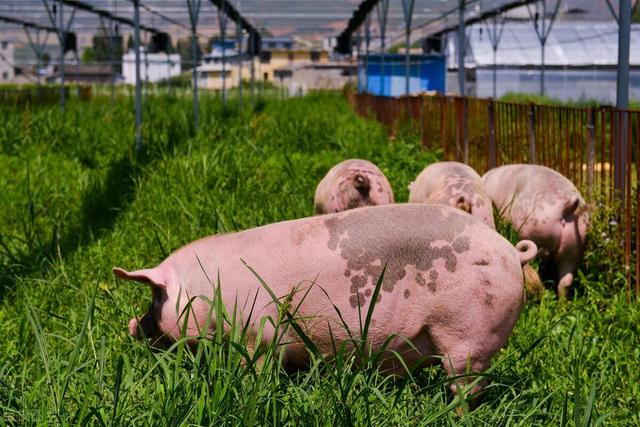 富邦兽药定制代工丨养猪如何注意猪圈的卫生呢？