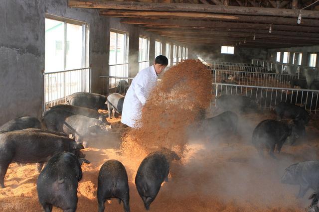 发酵床养猪的优点及注意事项