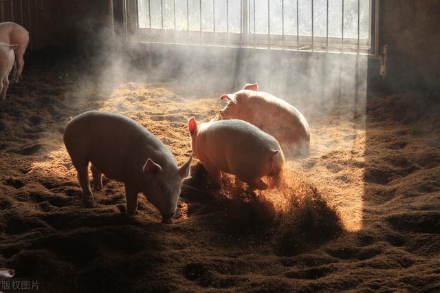 发酵床养猪的优点及注意事项