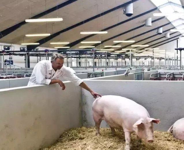 全球最大养猪场来中国：4000万猪农慌了！一套奇葩打法让世界跪了