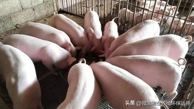 广西钦州市这个猪场大量运用发酵青玉米秸秆喂猪，省下约30%成本