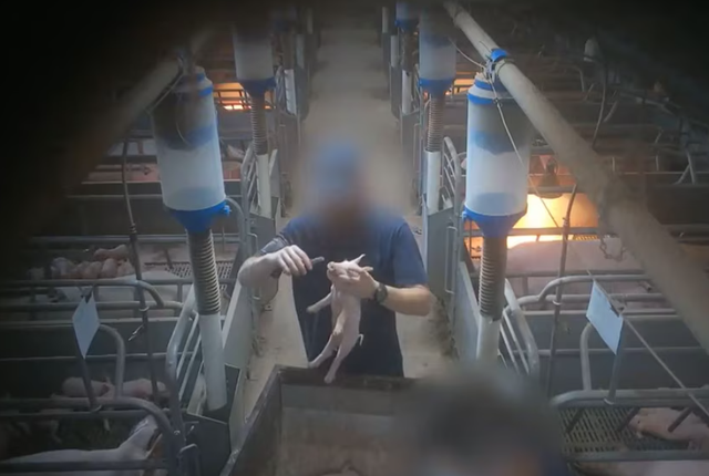 看完不敢直视猪肉了，澳州养猪场被控虐待，视频曝光男子和猪XX！
