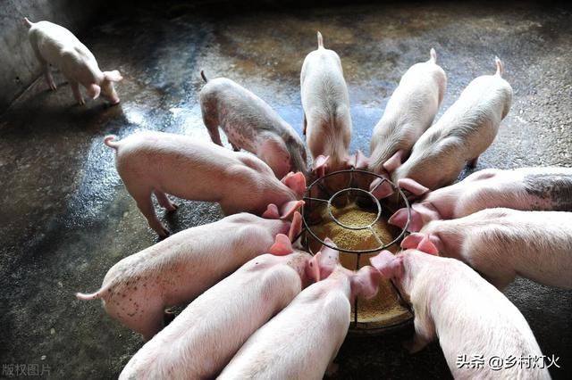 养猪到底喂熟食好还是生食好？为什么农户养自己吃的猪都喂熟食？