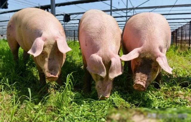 养猪大户正邦集团申请破产重组，对农民养猪有何影响？