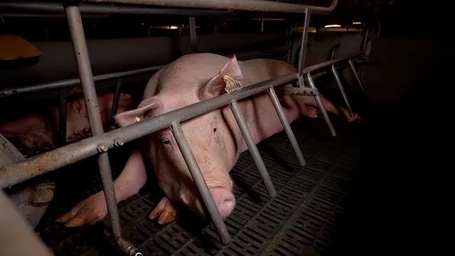 看完不敢直视猪肉了，澳州养猪场被控虐待，视频曝光男子和猪XX！