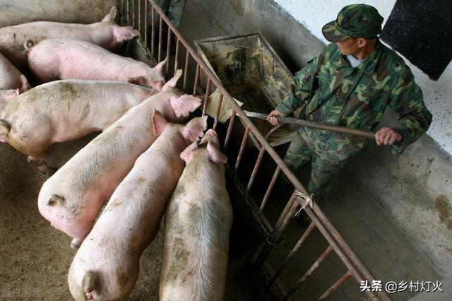 养猪到底喂熟食好还是生食好？为什么农户养自己吃的猪都喂熟食？