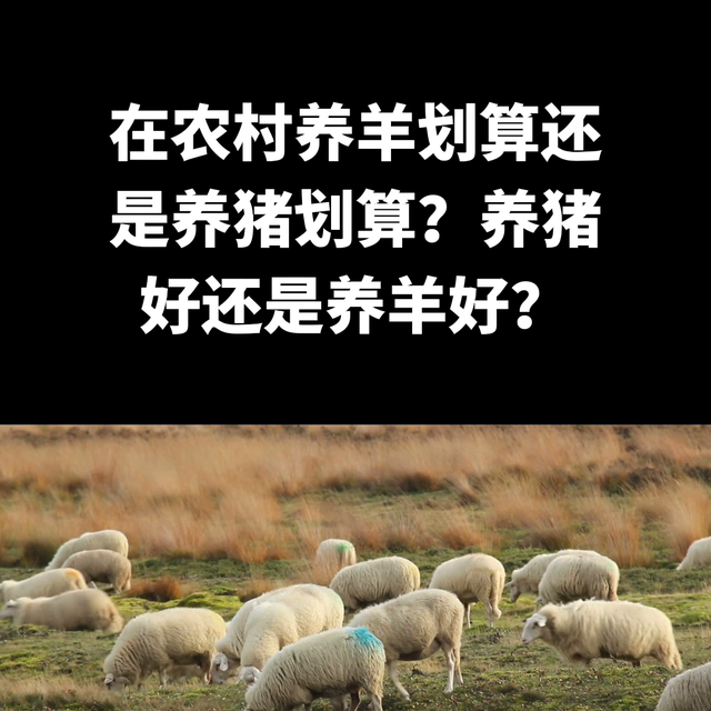 在农村养羊划算还是养猪划算？养猪好还是养羊好？