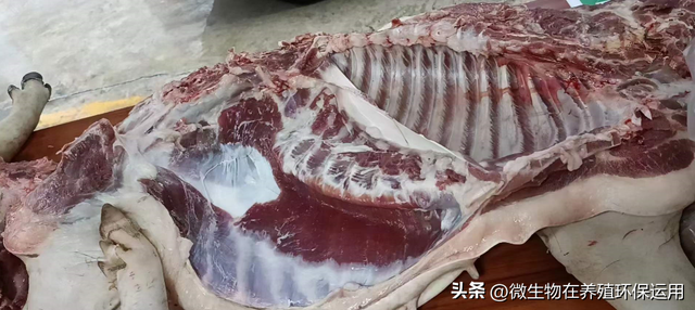 广西钦州市这个猪场大量运用发酵青玉米秸秆喂猪，省下约30%成本