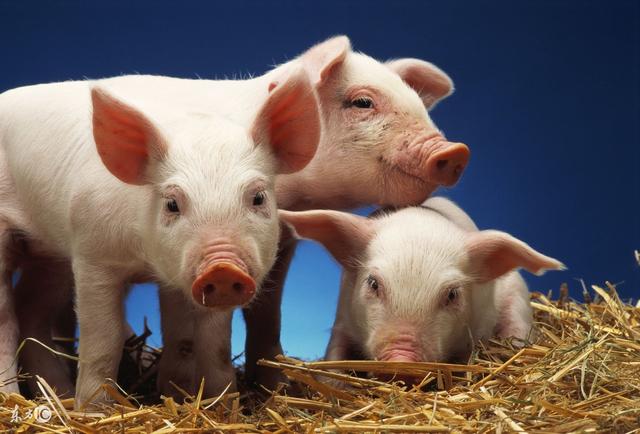 猪肉在淘宝上大卖，养殖户们找到销售的新出路