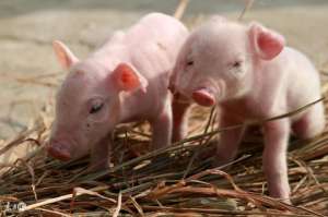 淘宝养猪(猪肉在淘宝上大卖，养殖户们找到销售的新出路)