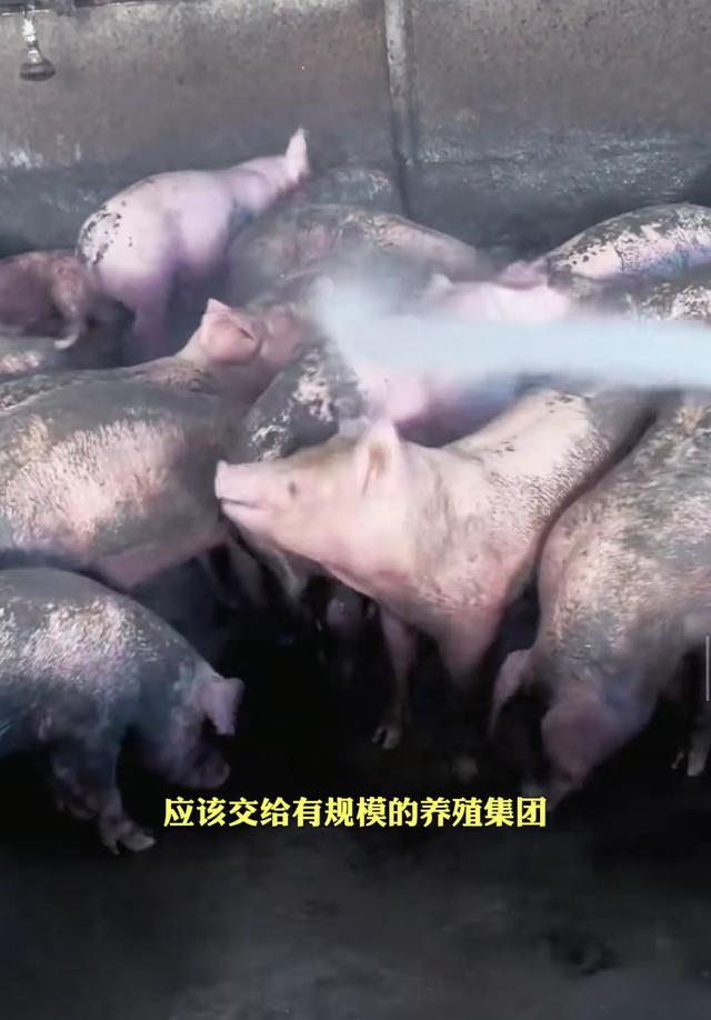专家建议停止养猪！散户：不养猪，你养我吗？