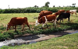 牛的利润在万元以上，为何养牛比养猪赚钱，农民却不愿意养牛呢？