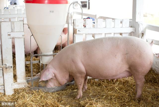 2020年养猪需要办理哪些证件及手续？