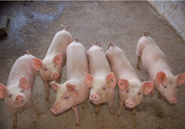 养100头猪需要多少资金，半年后能够有多少利润？