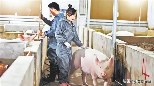 重庆00后女大学生袁滨回村养猪，短视频分享“养猪经” 引来订单和投资