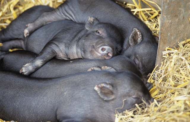 冬季猪场气温低，老猪农教你5个保温方法，猪少得病多长肉