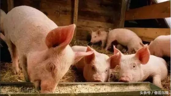 国内四种养猪模式分析，哪个好一看便知！