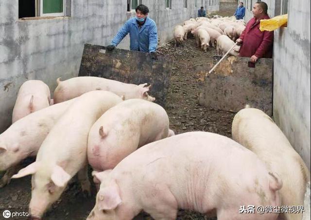在农村养猪如何破解环保关，这六项举措你得落实到位
