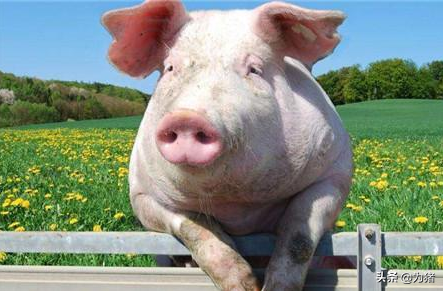 新希望再投53亿建17个养猪场！布局12省市，预计年出栏量400万头