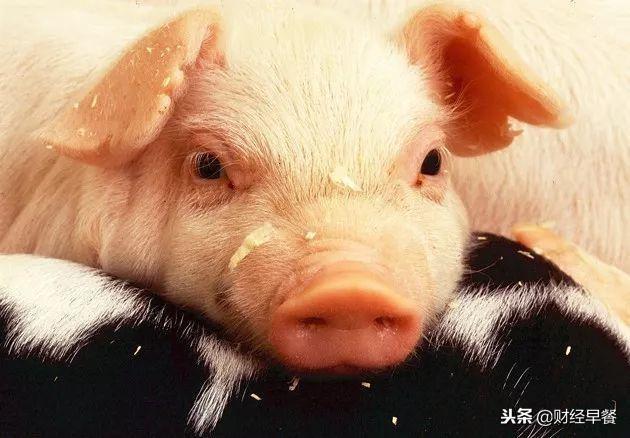 马云、刘强东纷纷入局，为何大佬们都爱上了养猪？