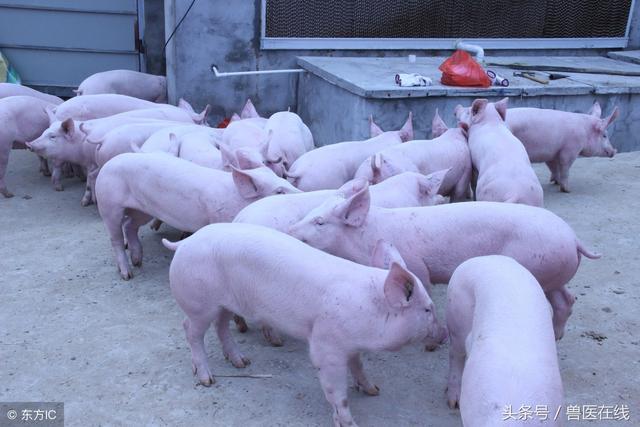 国内四种养猪模式分析，哪个好一看便知！