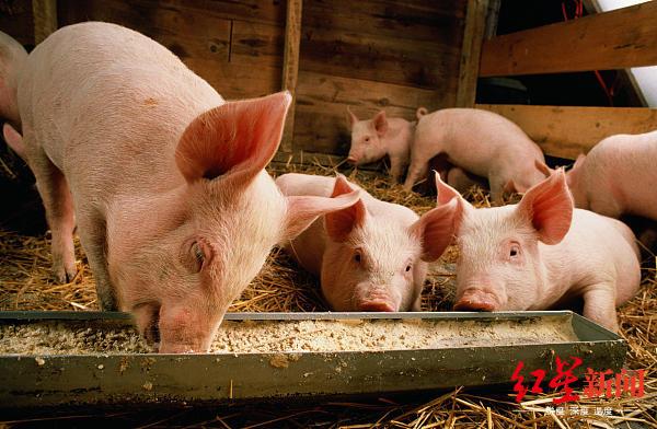 新增产能200万头以上 四川13个生猪养殖场集中开建