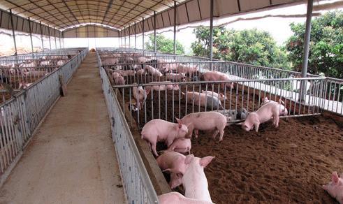 新建的养猪场要怎么办理环评手续，猪场未批先建能否补办？