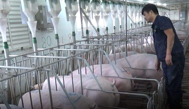 养猪人都在学习的内部文件：猪场生产管理手册